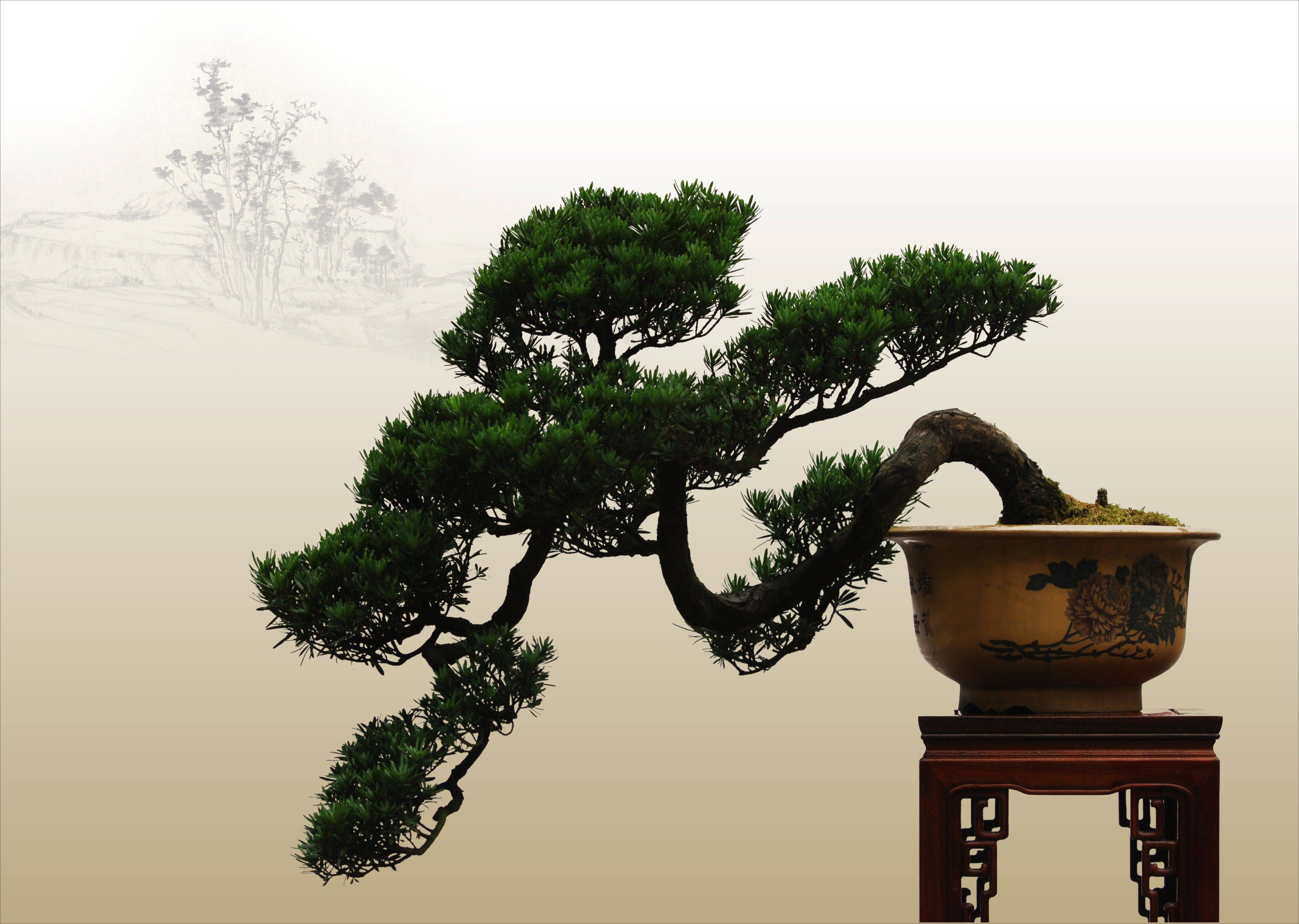 日本盆景大师参赛作品欣赏，鲜活的创造艺术，老辣古朴的的盆景|石化|盆景|真柏_新浪新闻