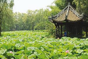 公共绿化-桂湖公园
